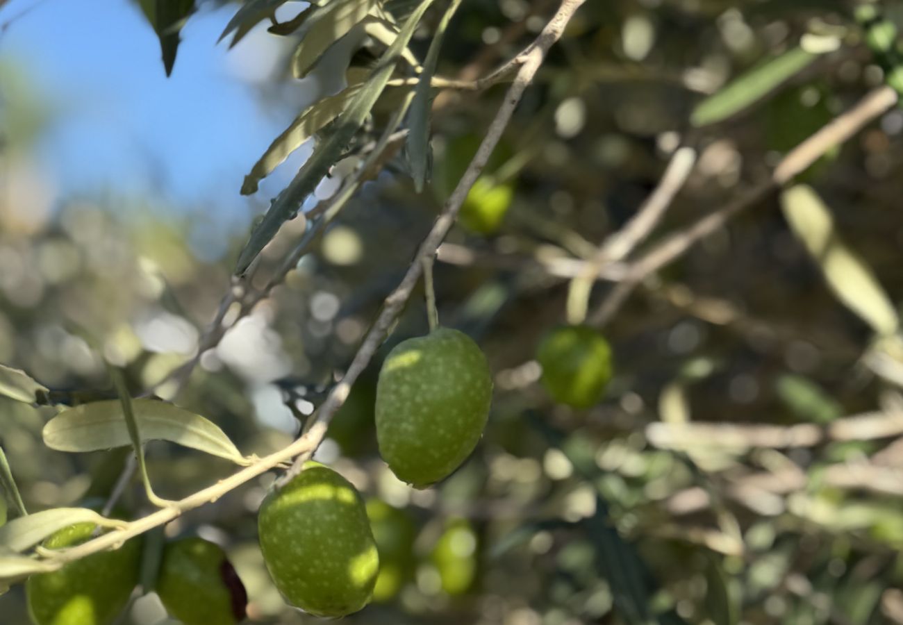 Villa in Benalup-casas viejas - 48. Luxury Eco Villa with Pool, Jacuzzi & Daily Br