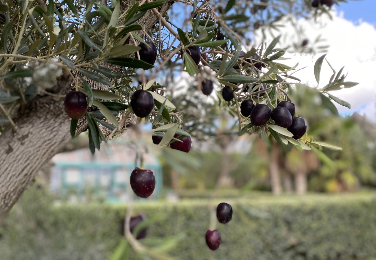 Villa i Benalup-casas viejas - 48. Luxury Eco Villa with Pool, Jacuzzi & Daily Br